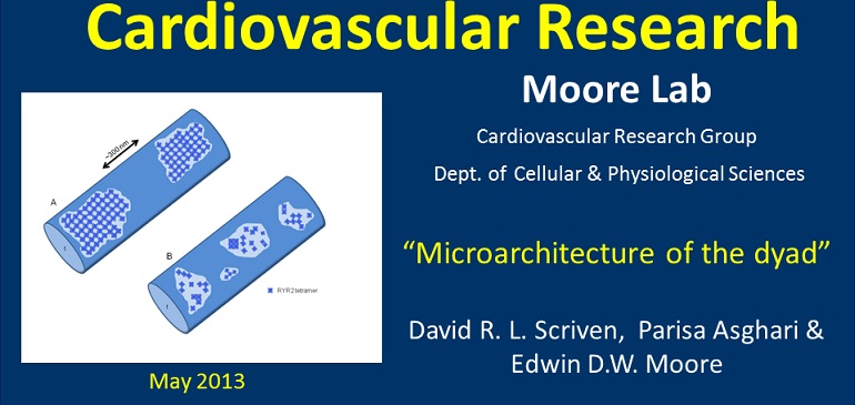 Microarchitecture of the dyad