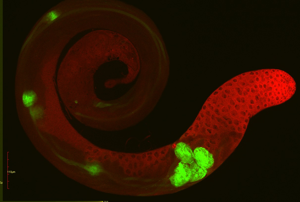 Drosophila testes