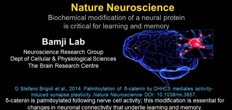 Learning new ideas alters brain cells
